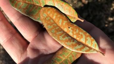 Leaves from a Texas oak tree infected with oak wilt.