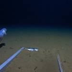 deep sea octopus
