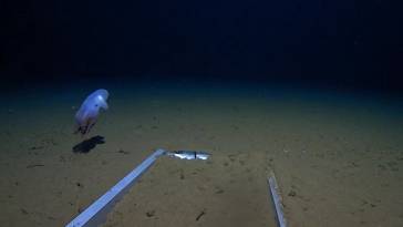 deep sea octopus