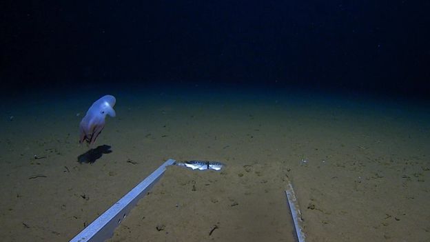deep sea octopus