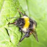 Bumblebees