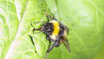 Bumblebees