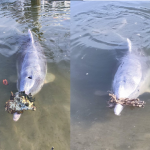 dolphins