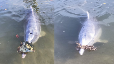 dolphins