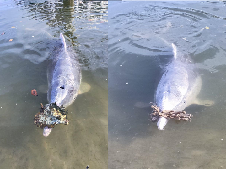 dolphins