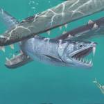 sabre tooth anchovy