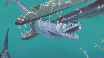 sabre tooth anchovy