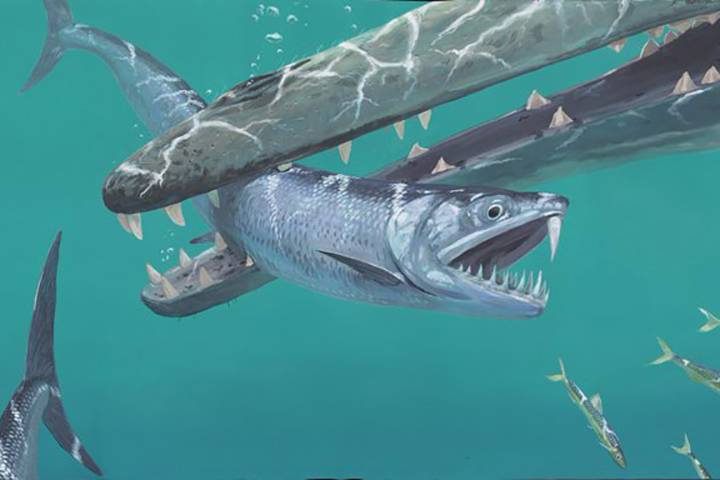 sabre tooth anchovy