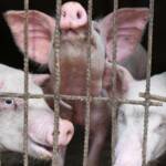 pig flu