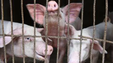 pig flu