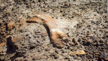 Dinosaur Fossil