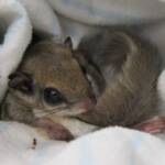 Flying-Squirrel