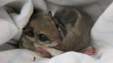 Flying-Squirrel