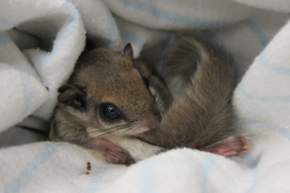 Flying-Squirrel