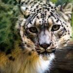 Snow Leopard