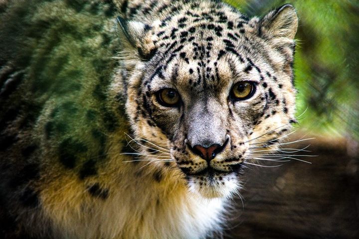 Snow Leopard