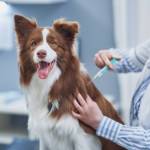 Bordetella Vaccine