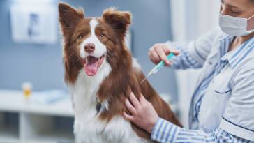 Bordetella Vaccine