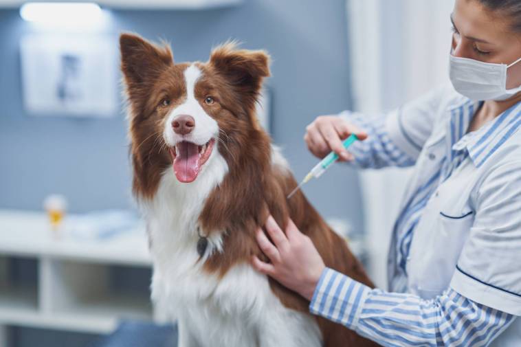 Bordetella Vaccine