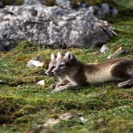 Viltnemnda Inside Norway's Wildlife Management System