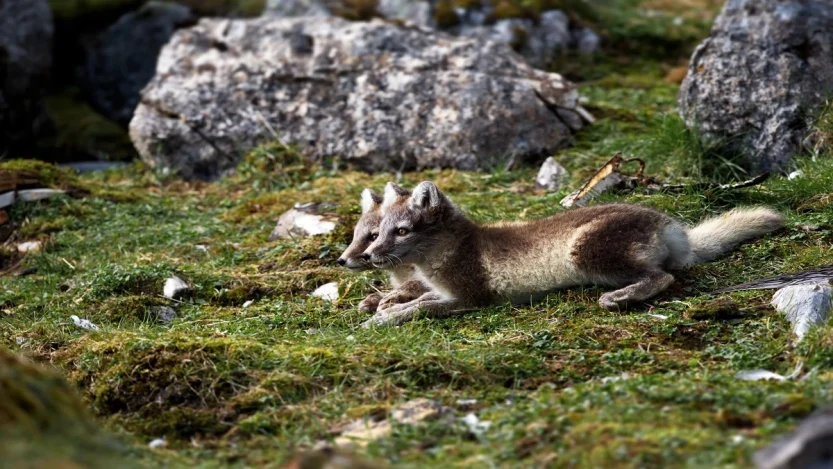 Viltnemnda Inside Norway's Wildlife Management System